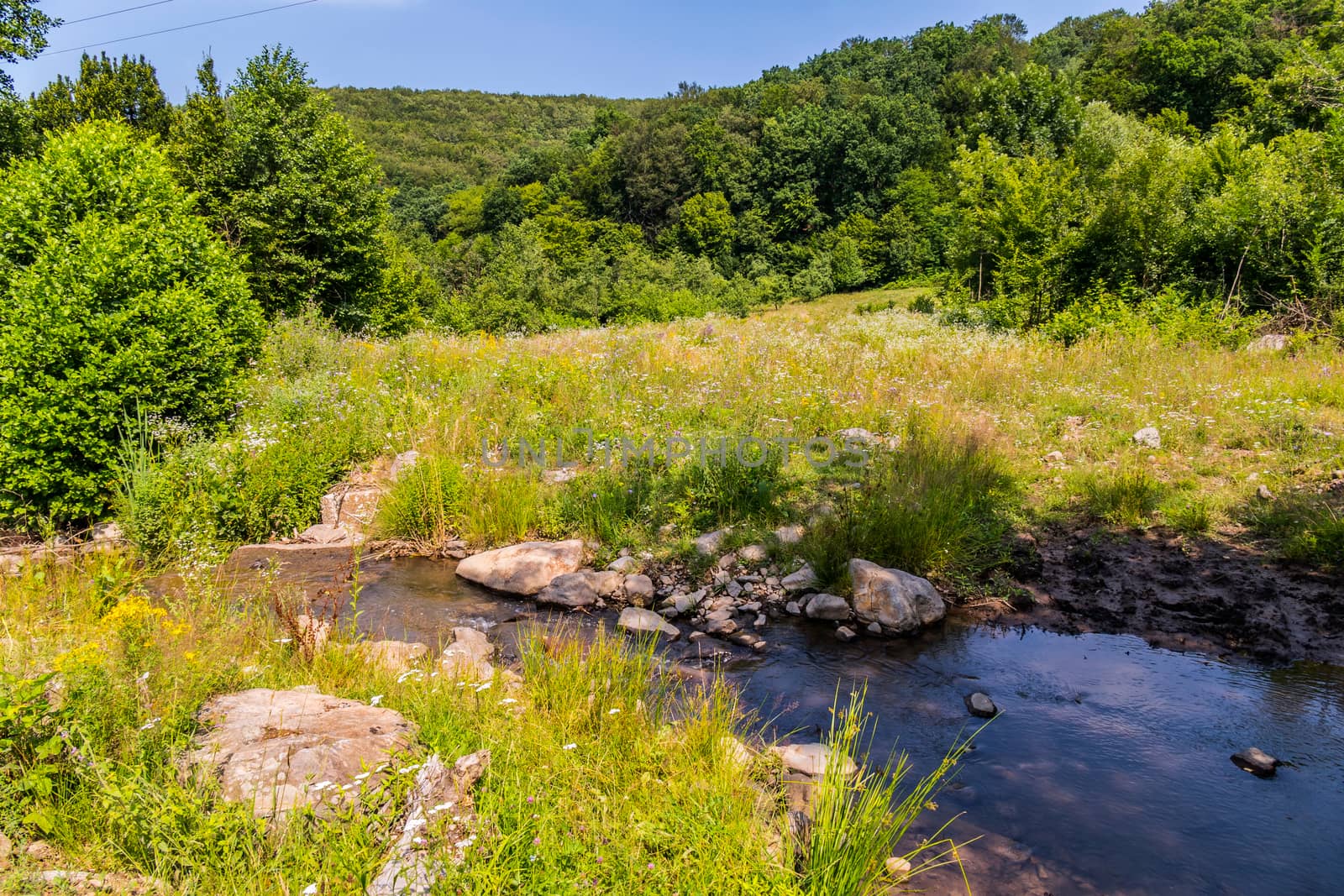 A fast stream dividing the green sunny forest landscape into two shores
