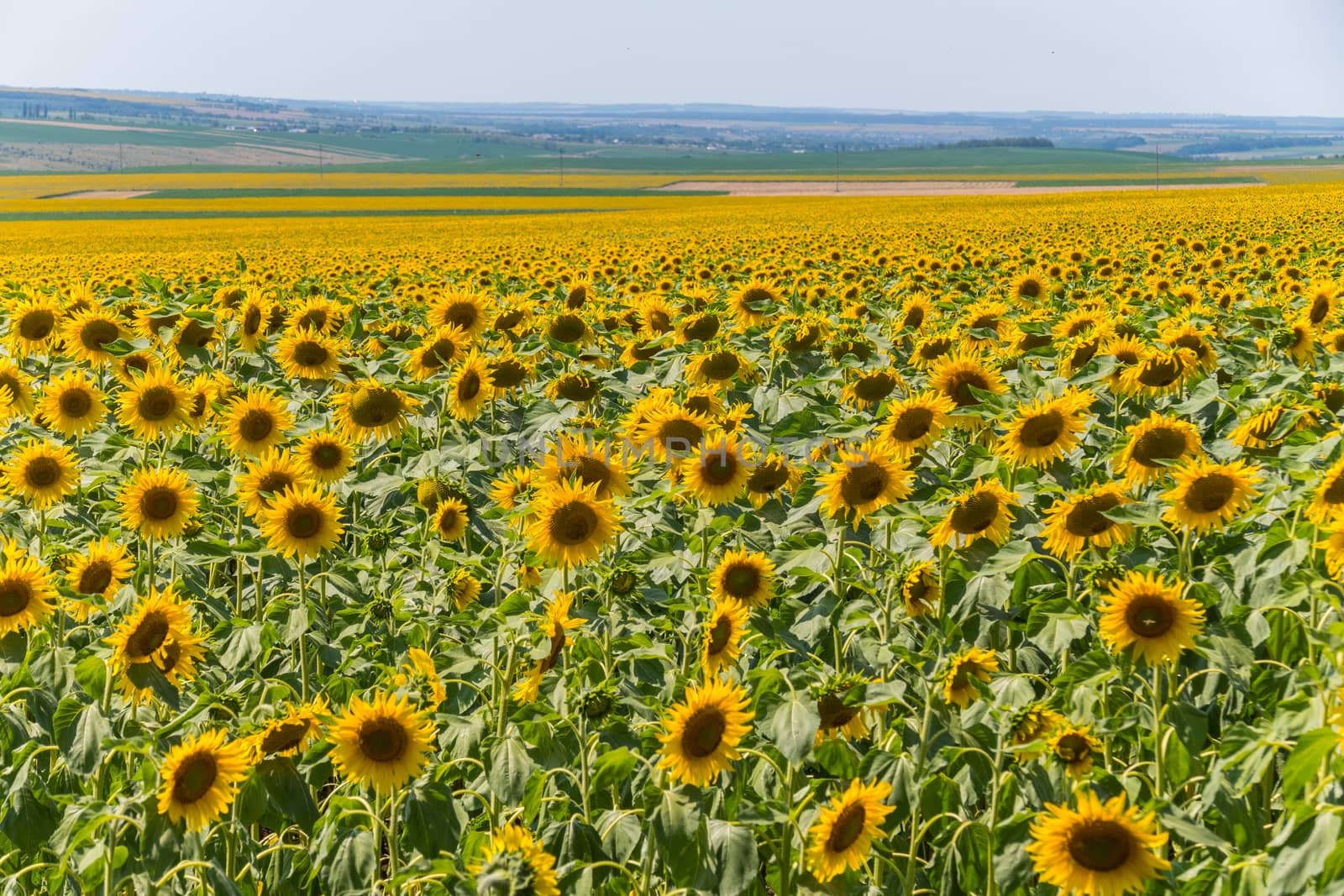 sunflower field with a village in the background