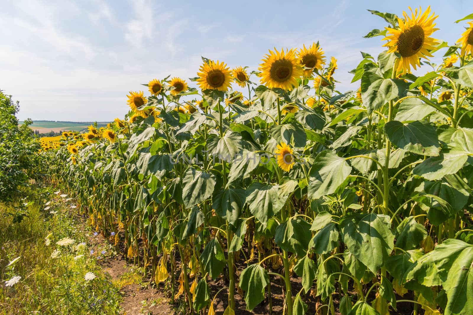 field of yellow sunflowers under a clear blue sky