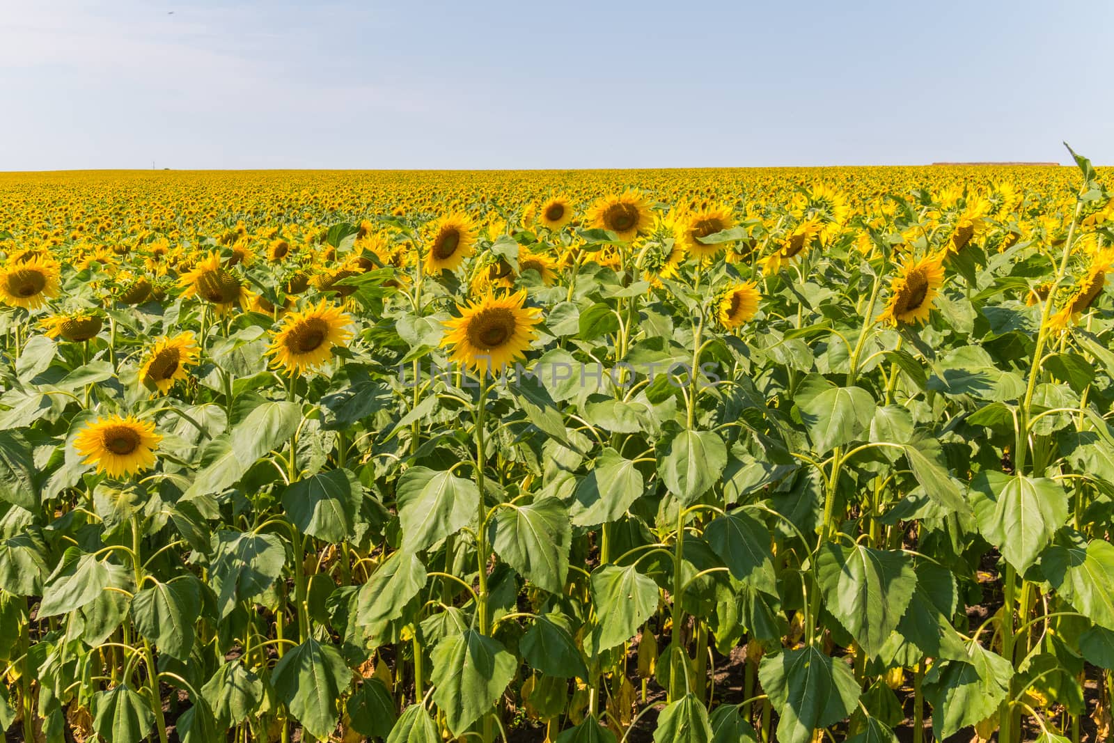 endless field of sunflowers against the blue cloudless sky