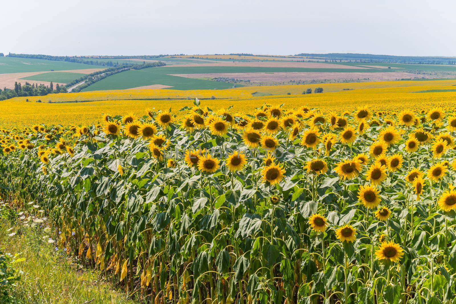 Field of bright yellow sunflowers. They will produce a good crop of seeds