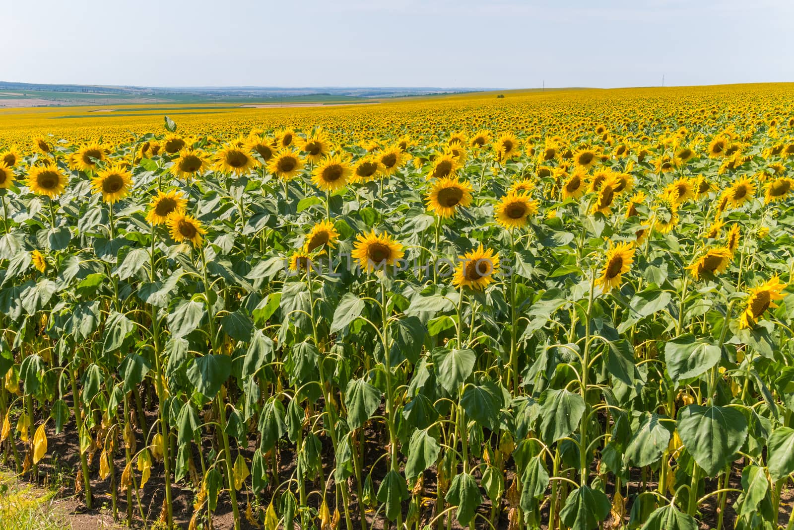 a magnificent yellow carpet of sunflowers stretching out into the distance inclined from the hea