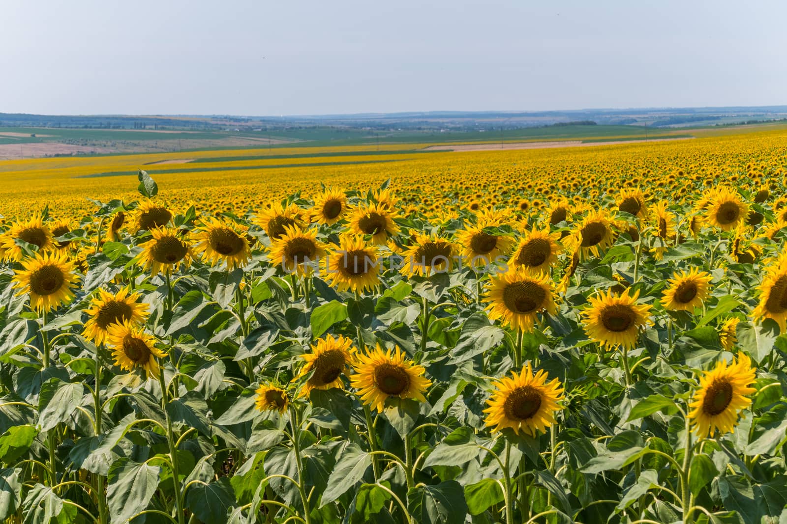 a large field of golden sunflowers and endless meadows in the distance to the horizon line