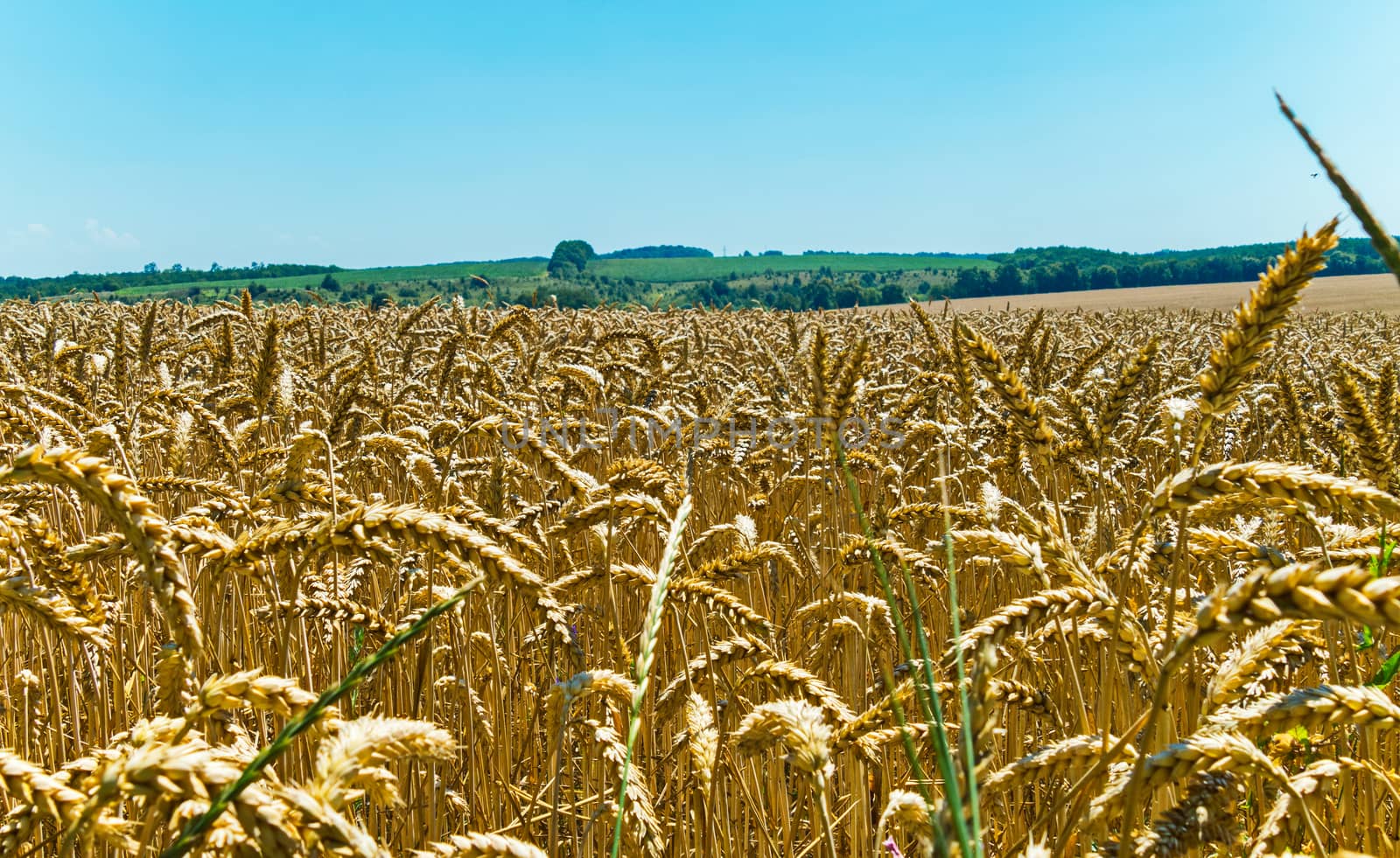 Golden ears of wheat. Wealth is given by nature by Adamchuk