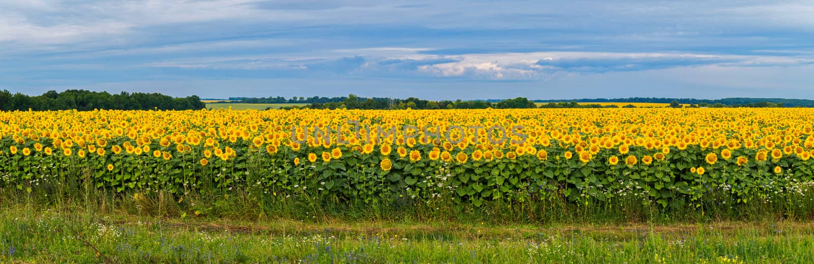 A field full of bright yellow sunflowers with high green stems against a clear blue sky by Adamchuk