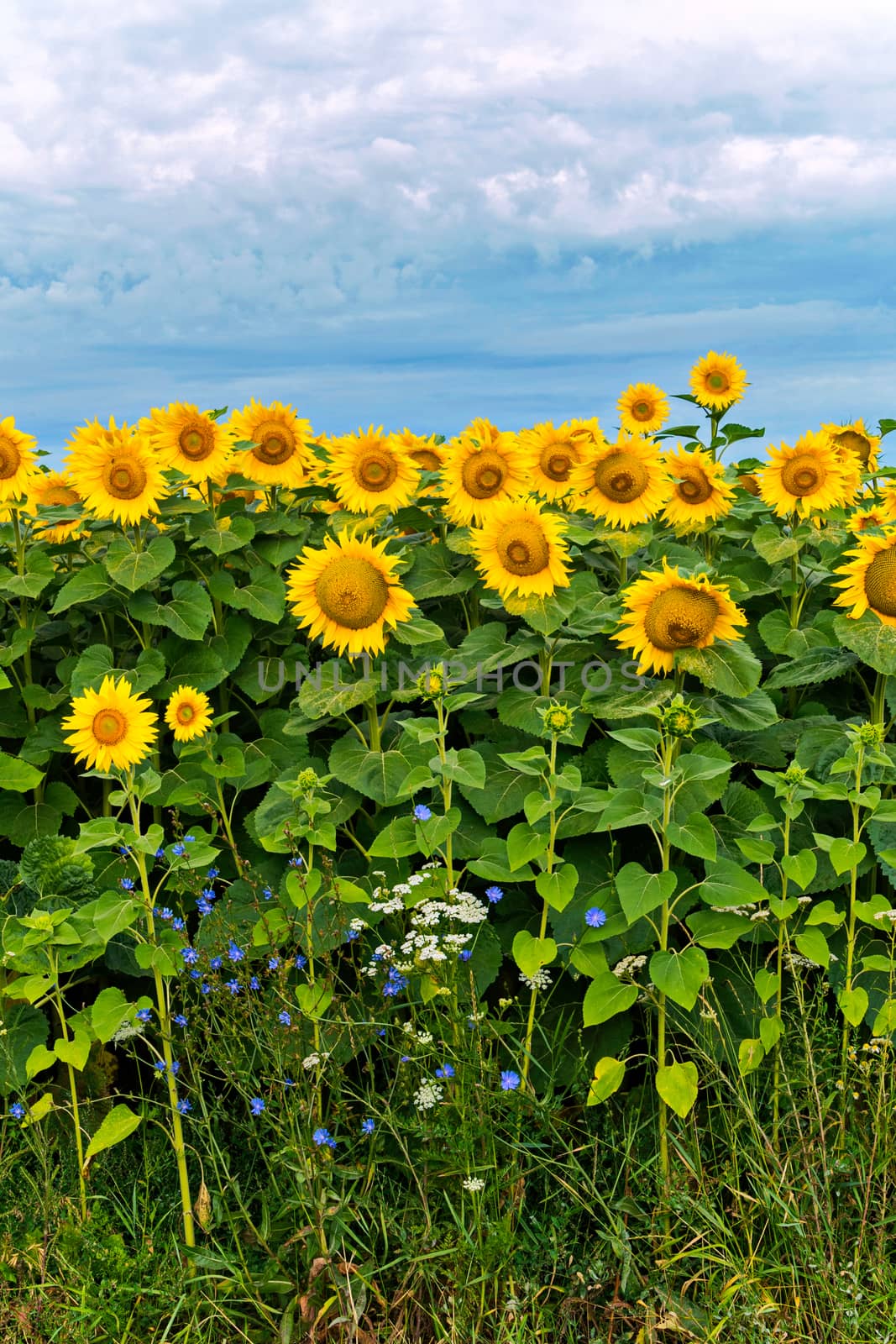 Yellow flowers with a sunflower, white flowers of wild dill and blue small flowers of another plant against the sky. Beauty