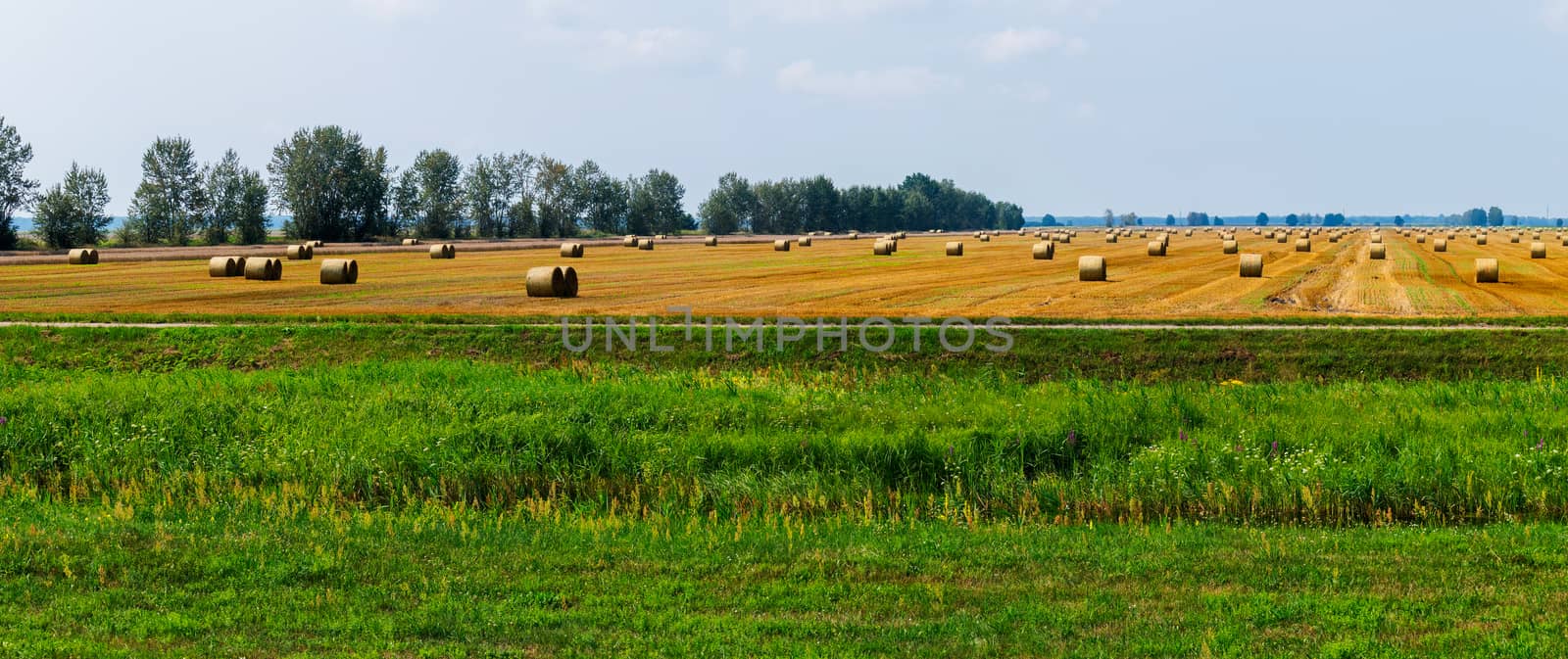 harvested grain harvested. On the field there was an unlimited number of bald straw