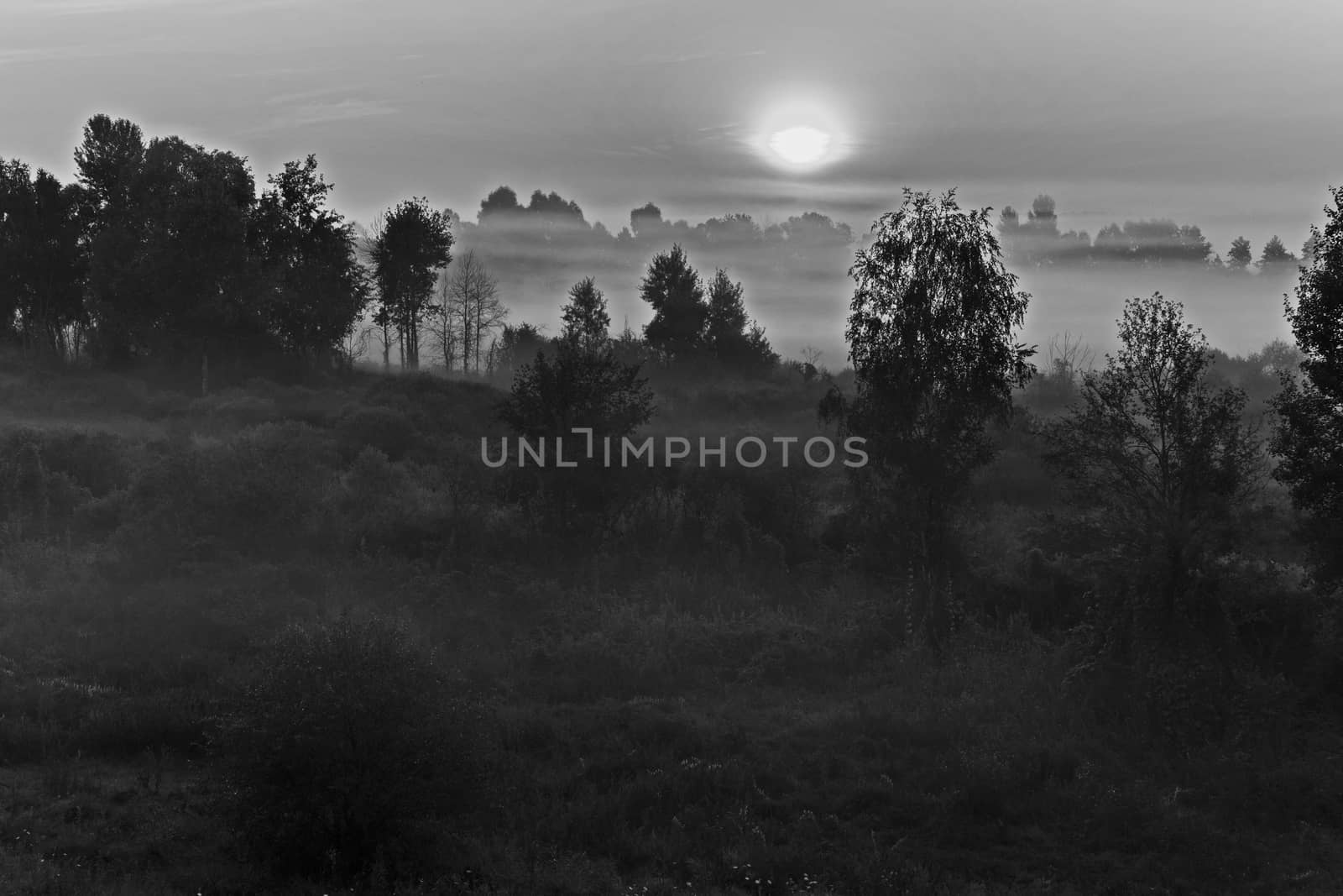 Mystical landscape of the area overgrown with grass and rare trees with a glowing moon between the clouds in a light fog enveloped everything around.