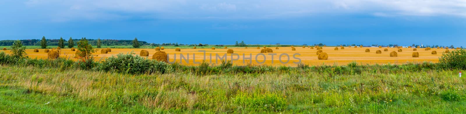 Rags of mown hay in the middle of the endless golden field against the blue sky by Adamchuk