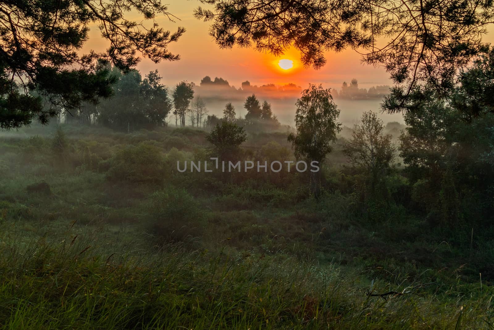 Bright, orange morning sun makes fog disappear in the forest