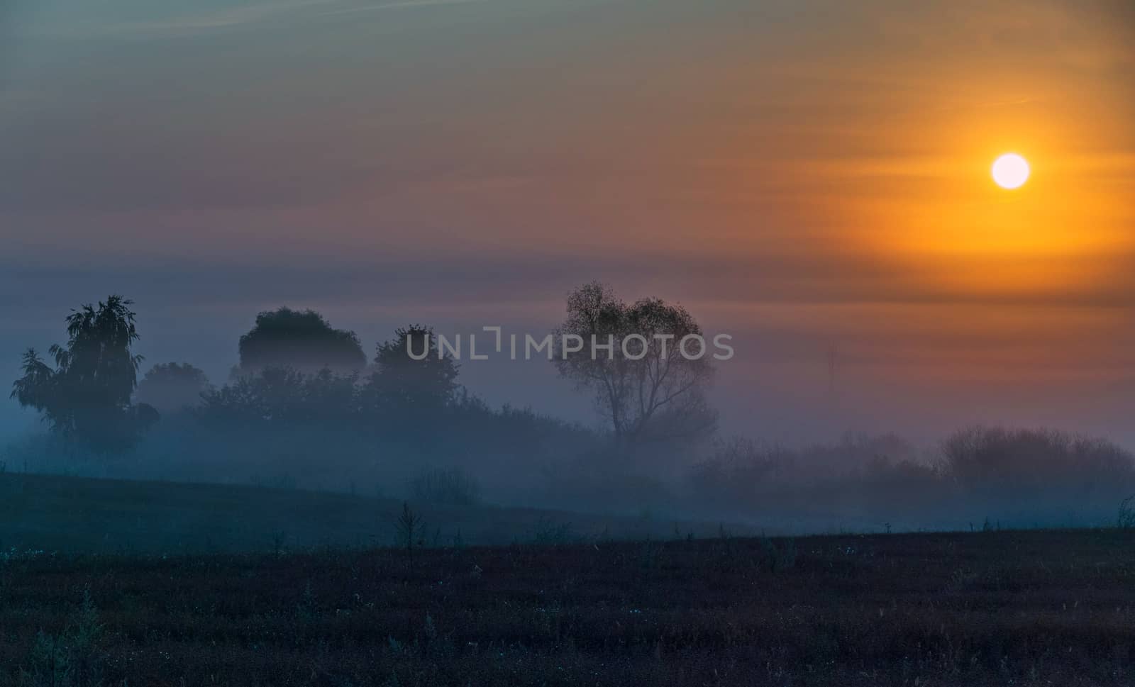 Colorful sunrise over the field with trees, shrouded in the morning gray mist