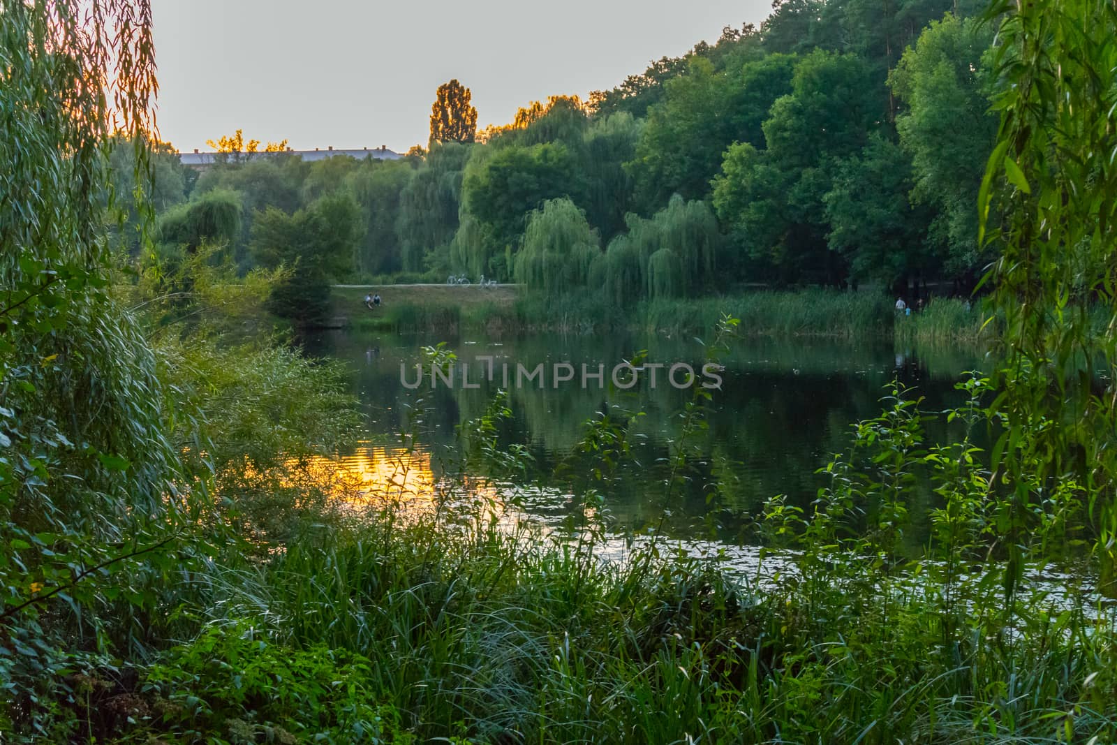 Reflection of a sunset in a small lake against a background of a green park zone by Adamchuk