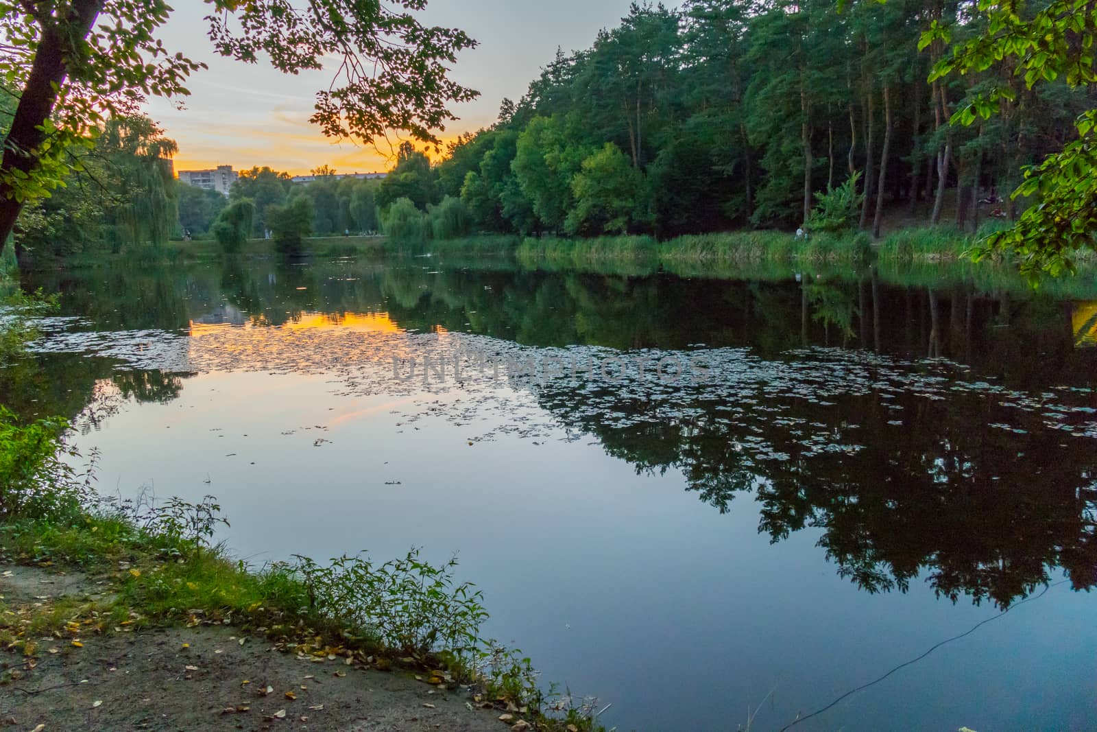 A small river bay against the background of tall coniferous trees in the rays of the sunset
