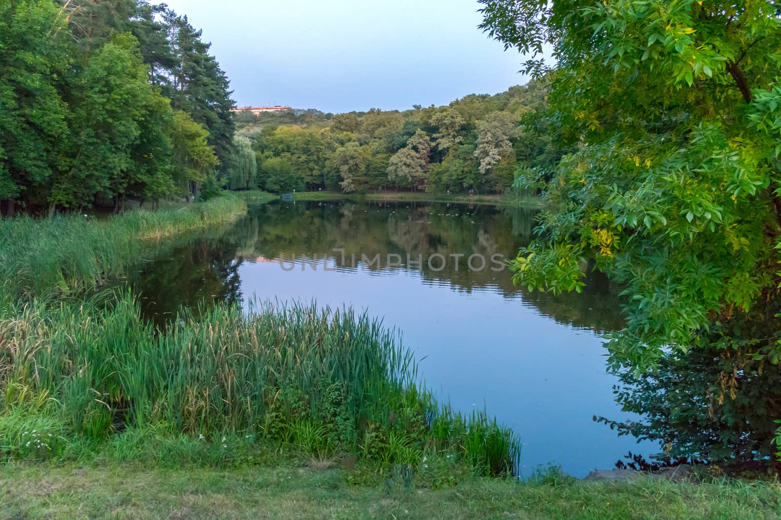 A small pond in the forest with a shiny surface of water, which reflects the forest and sky