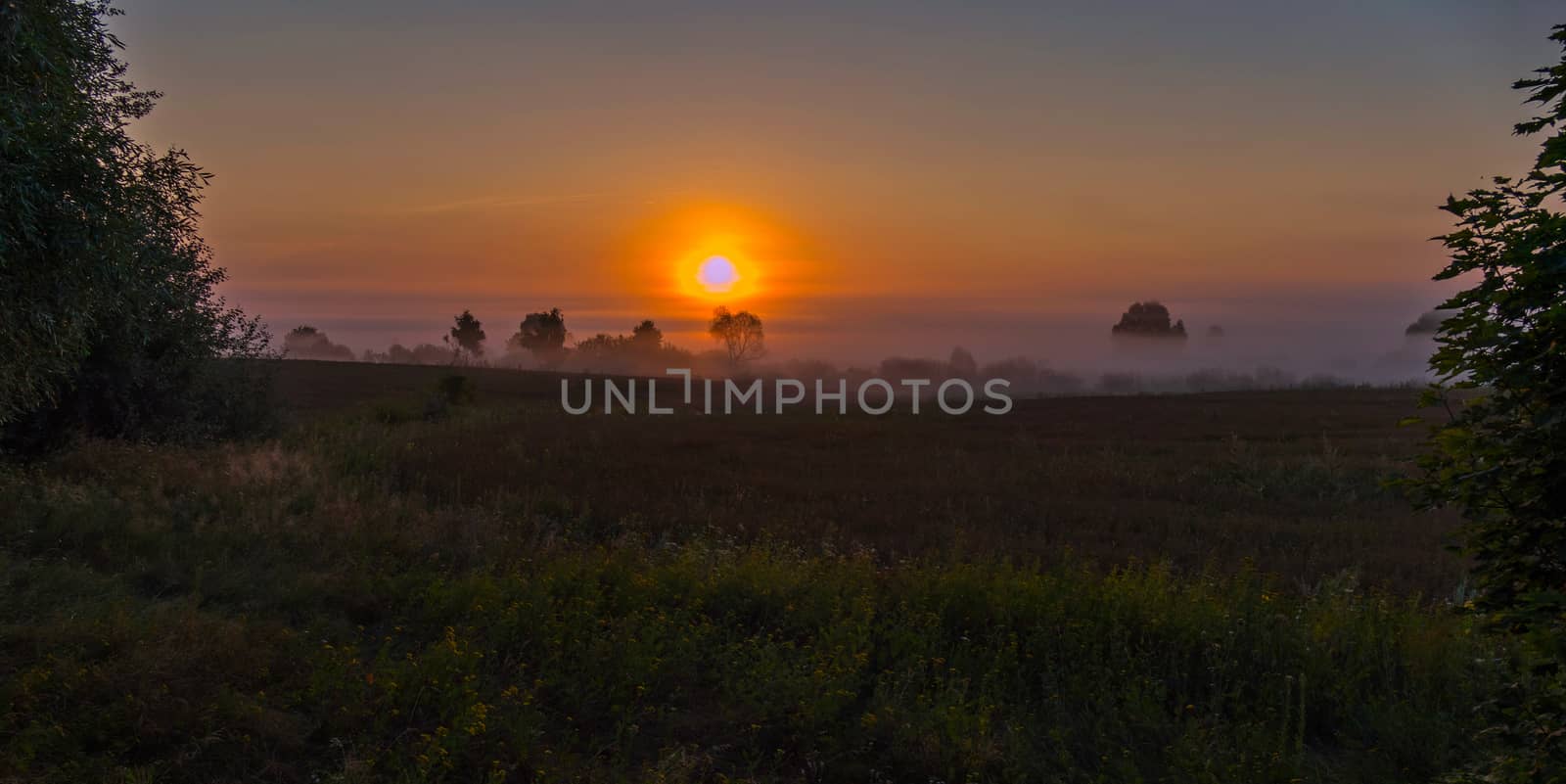 Wild wildflowers and green trees in the fog against the backdrop of the setting sun