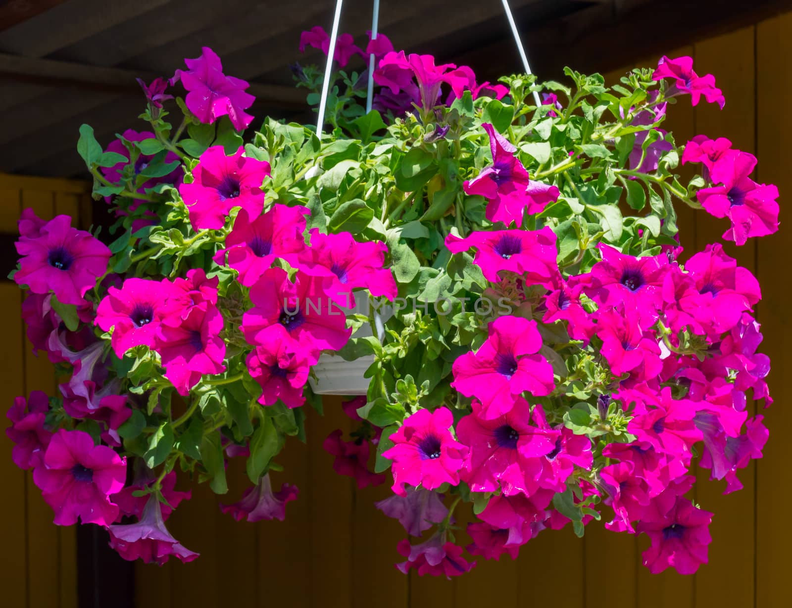 Suspended white vases with beautiful pink petunias and small green leaves