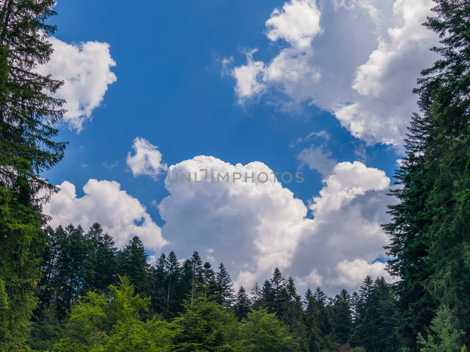 white clouds on a blue sky surrounded by tall green trees, pines by Adamchuk