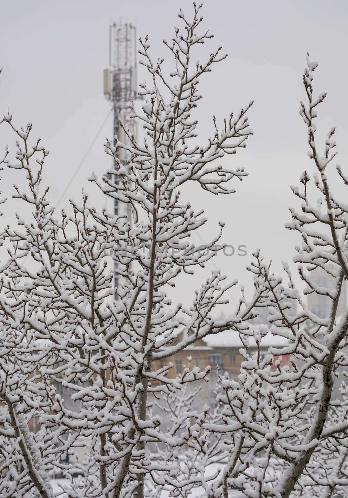 a tree littered with the first snow alone standing in the distance from the houses