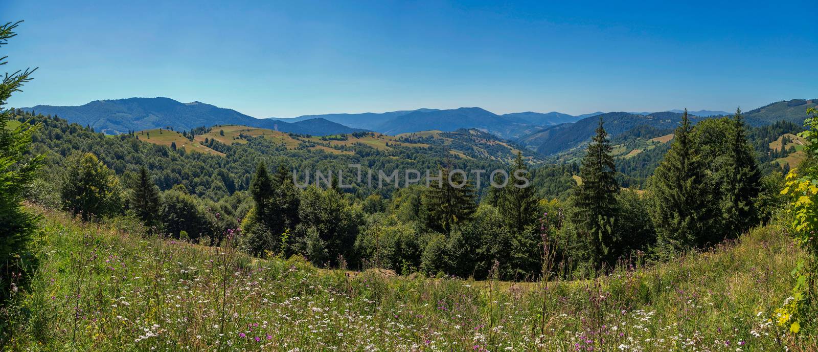 A gentle slope with lots of wonderful wildflowers against the background of high green mountain ranges