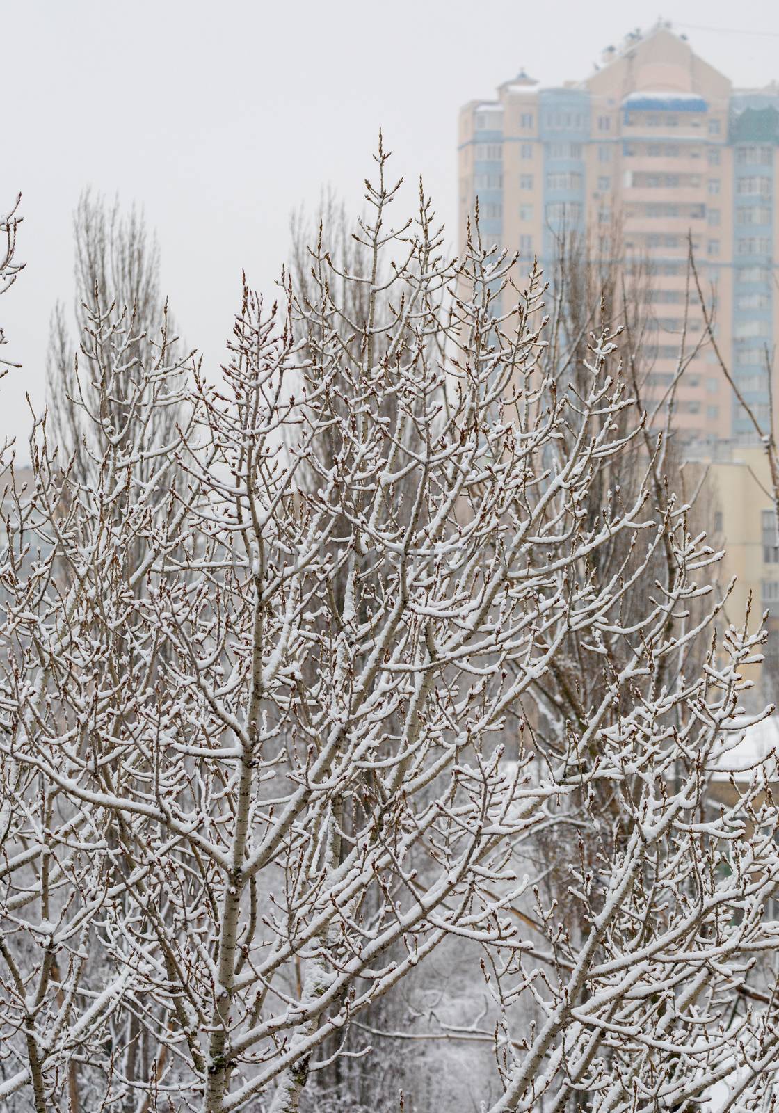 snow-covered tree branches against the background of a multi-storey house and a gray sky