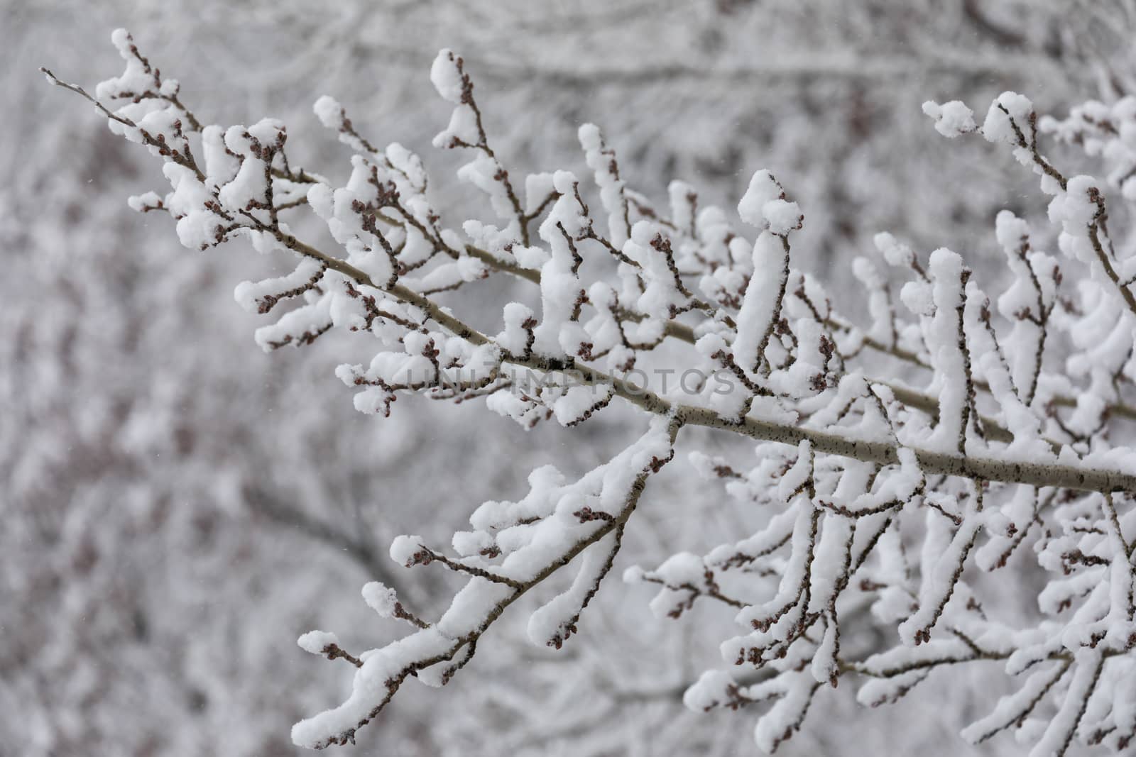 A thin branch of a tree covered with white snow. Which under his weight slightly bent and swayed to the right to the left under the gusts of the wind.