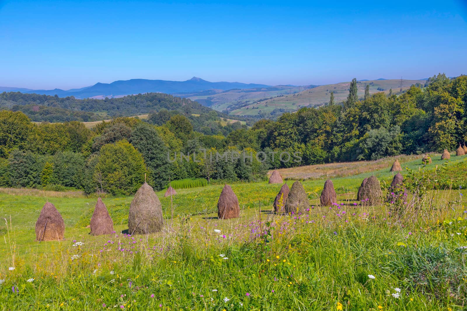 Agriculture with dried meadow grass on the slope of a large hill. Blossoming wildflowers and growing in the distance forest thickets.