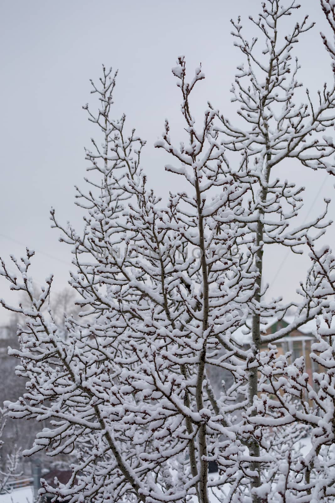 tree in the snow on a winter day