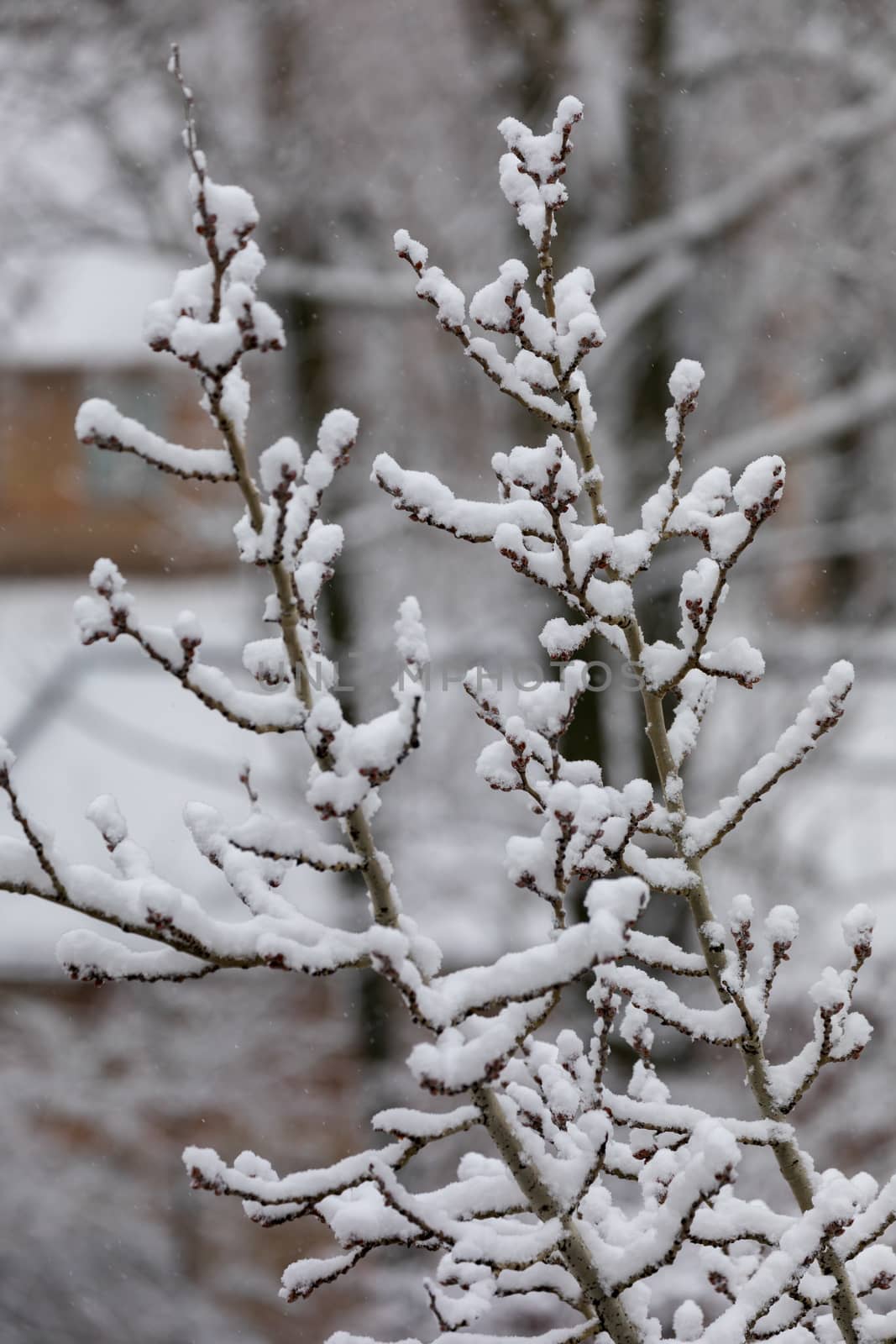 fluffy white snow on the sleeping gray kidneys of the tree