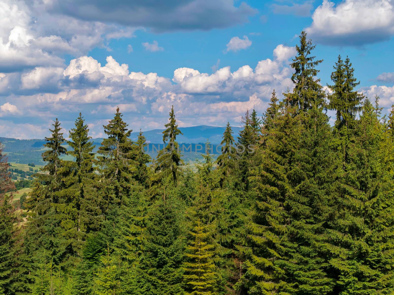 spiky peaks of apex spruce clouds on a blue sky by Adamchuk