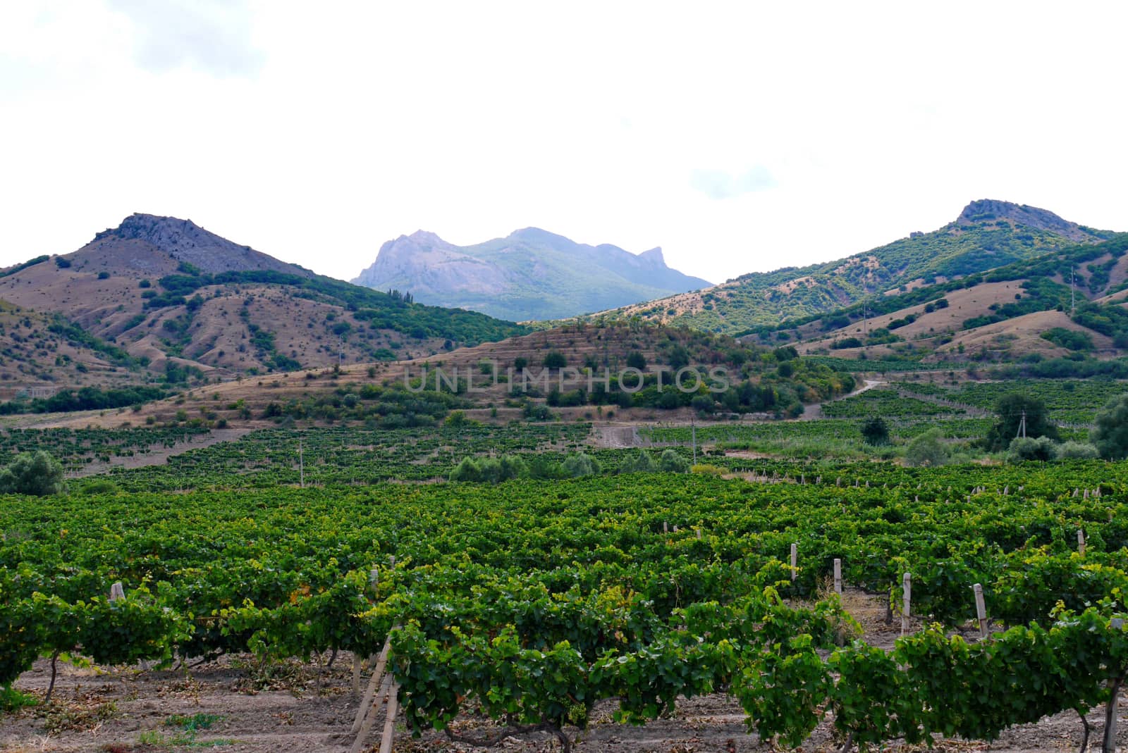 green vineyard in the mountains under a bright sky