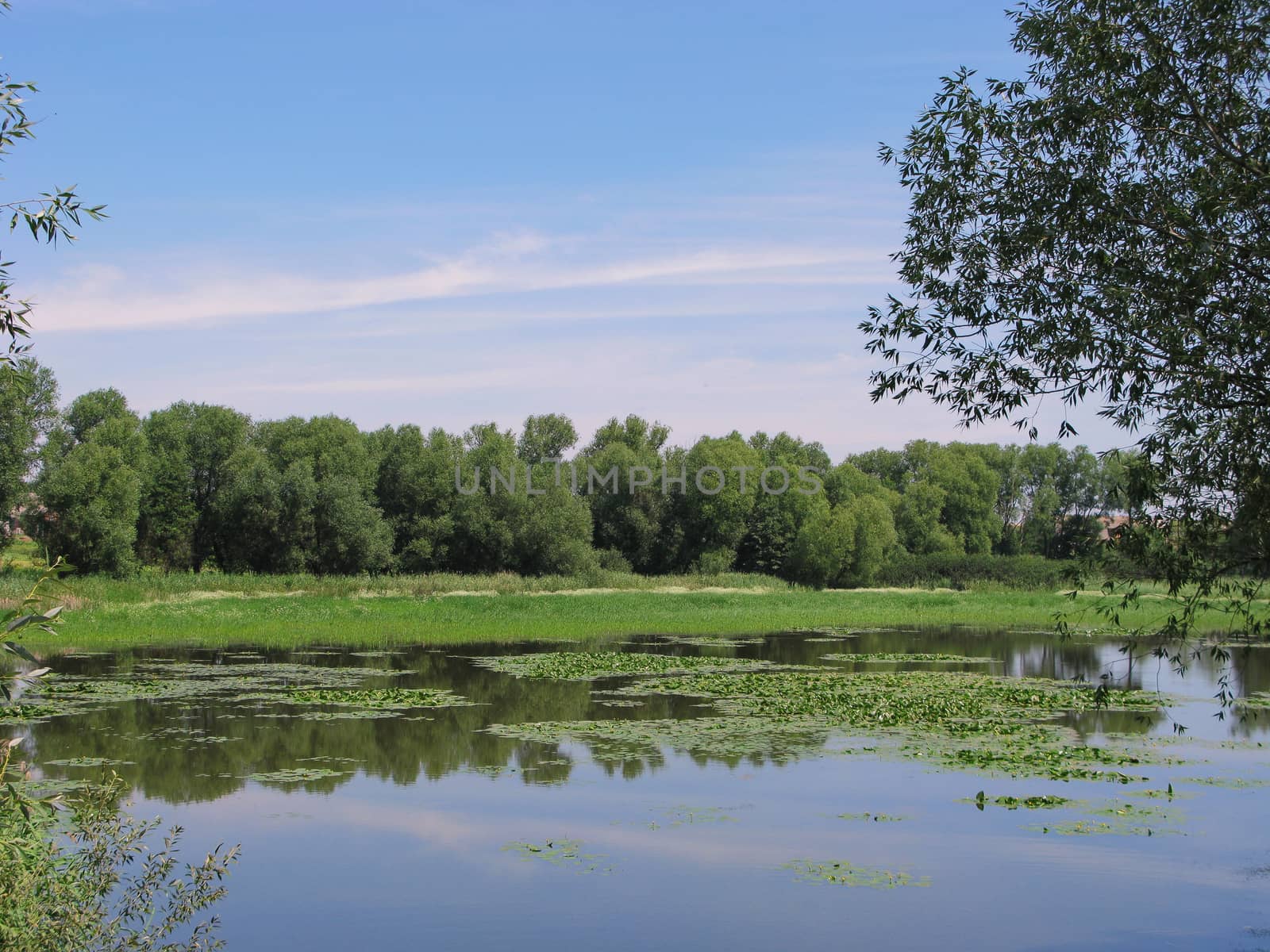 Transparent blue lake with lots of beautiful lilies against the backdrop of lush green trees