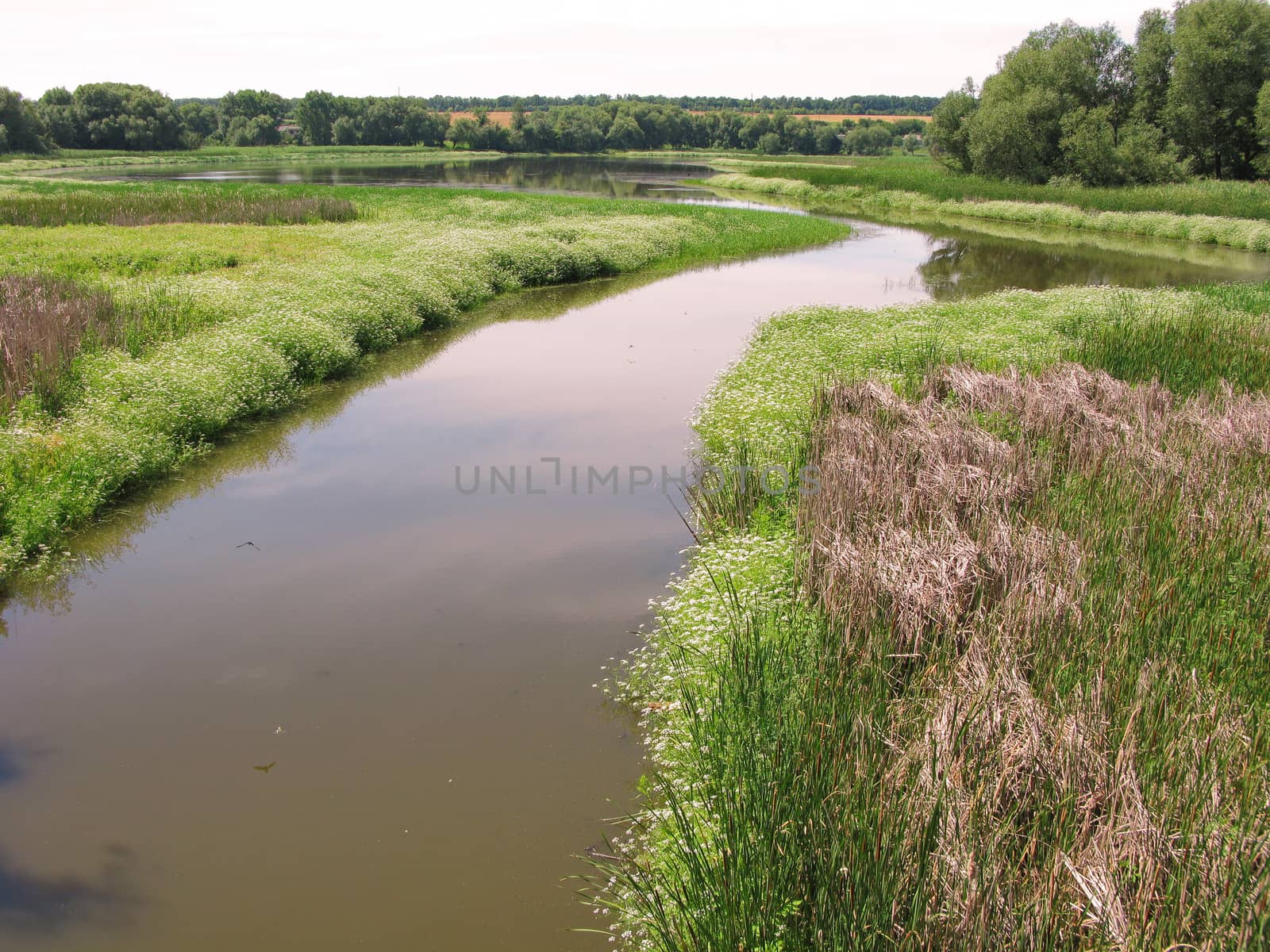 A small river channel on the background of wild green flowers and blue sky
