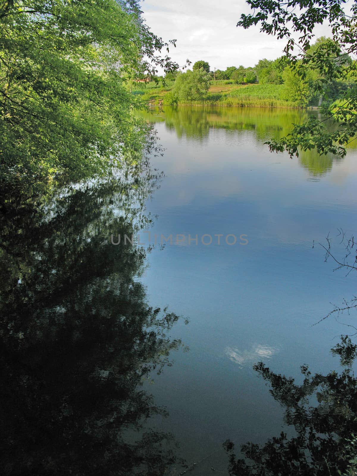 the sky and branches of trees reflected in the mirror surface of the pond water