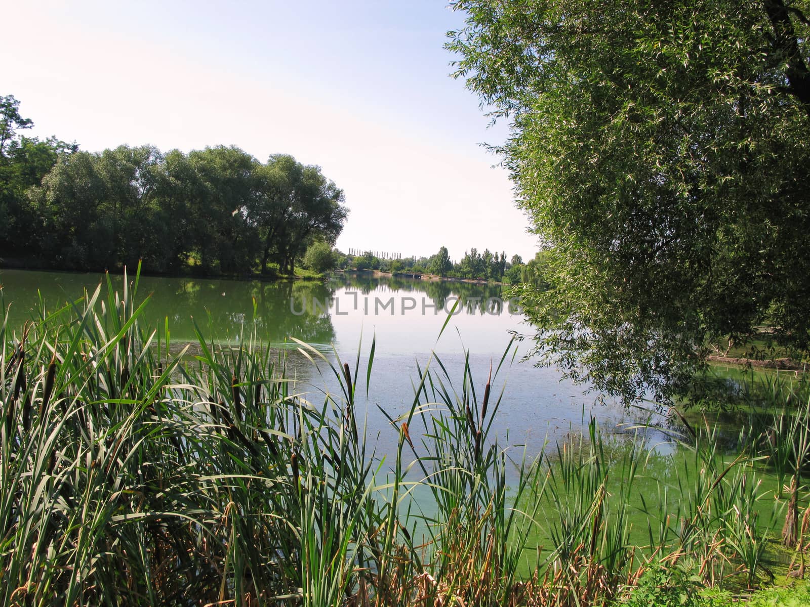 Reeds in the sun by a river flowing near a beautiful green forest zone