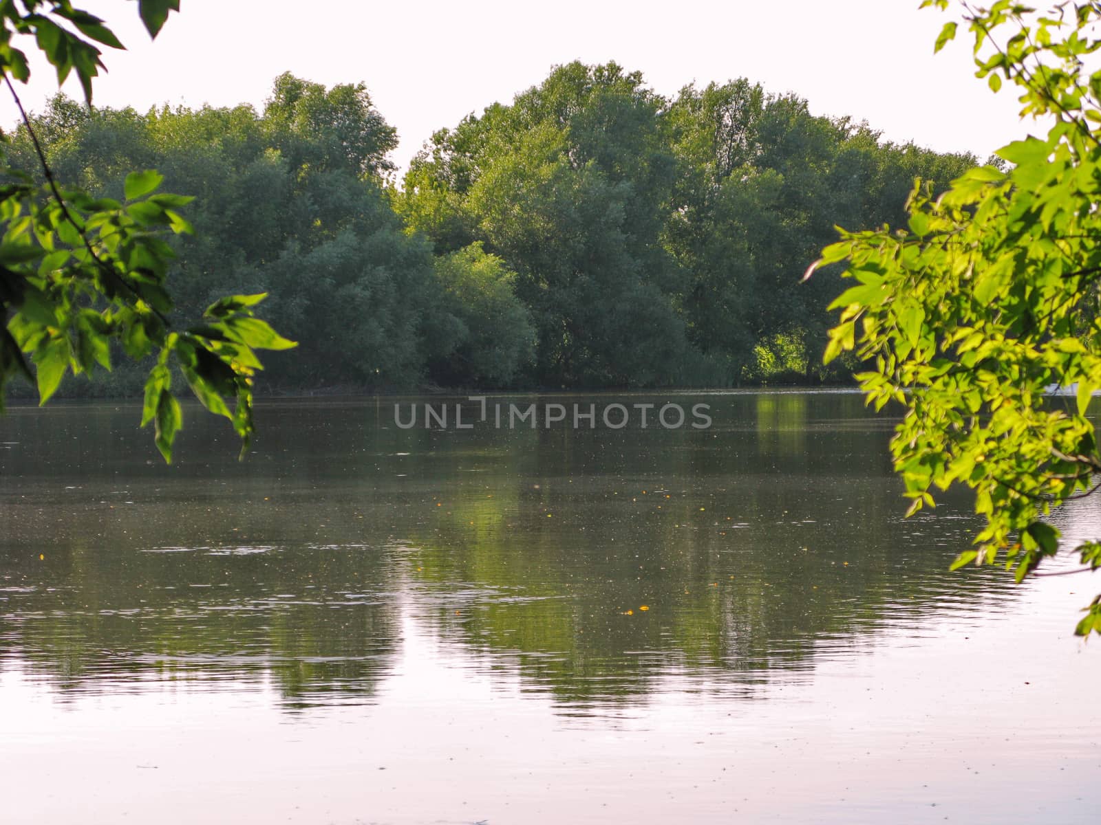 Juicy lime branches in the foreground, a pond and dark trees in the background