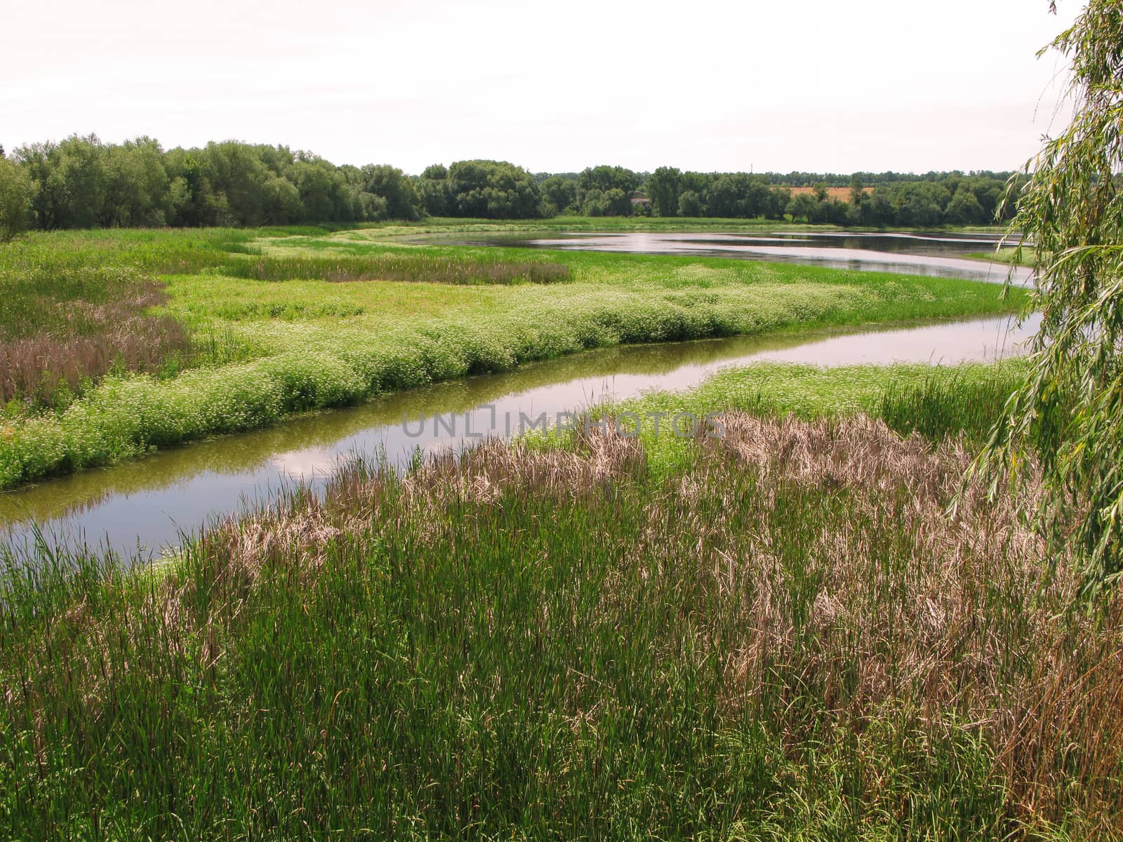 Thick, lush grass and a deep river. Beautiful summer landscape