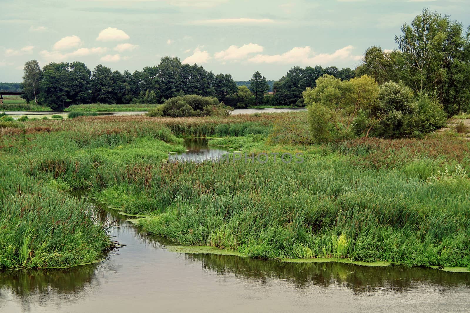 In the past, a pond, and now the marsh is overgrown with tall grass and with muddy water