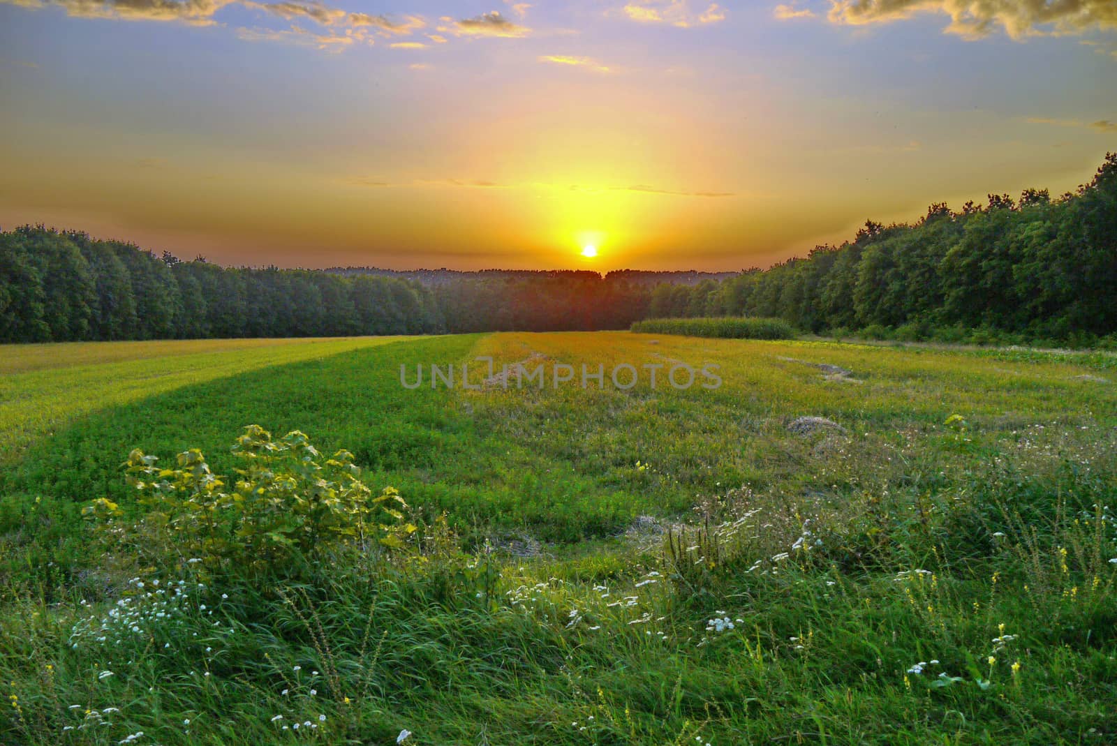 A charming sunset above the forest that framed the field