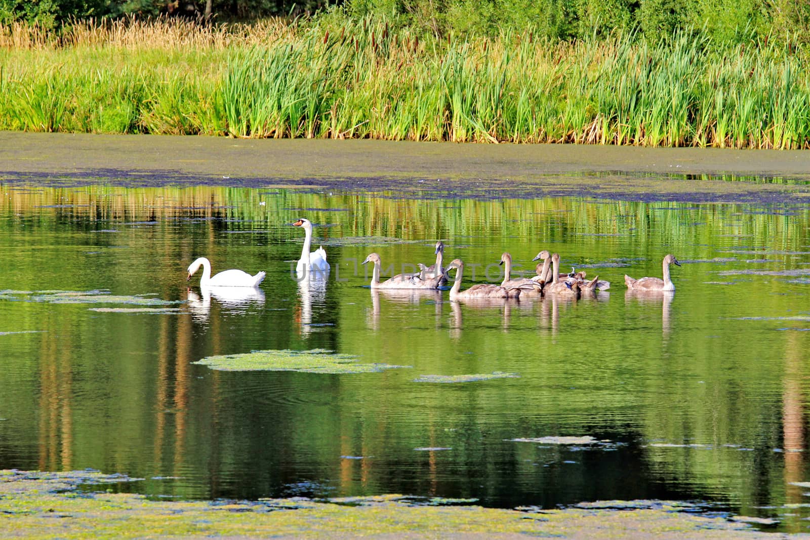 A pair of swans accompanies their young ferment of gray children by Adamchuk