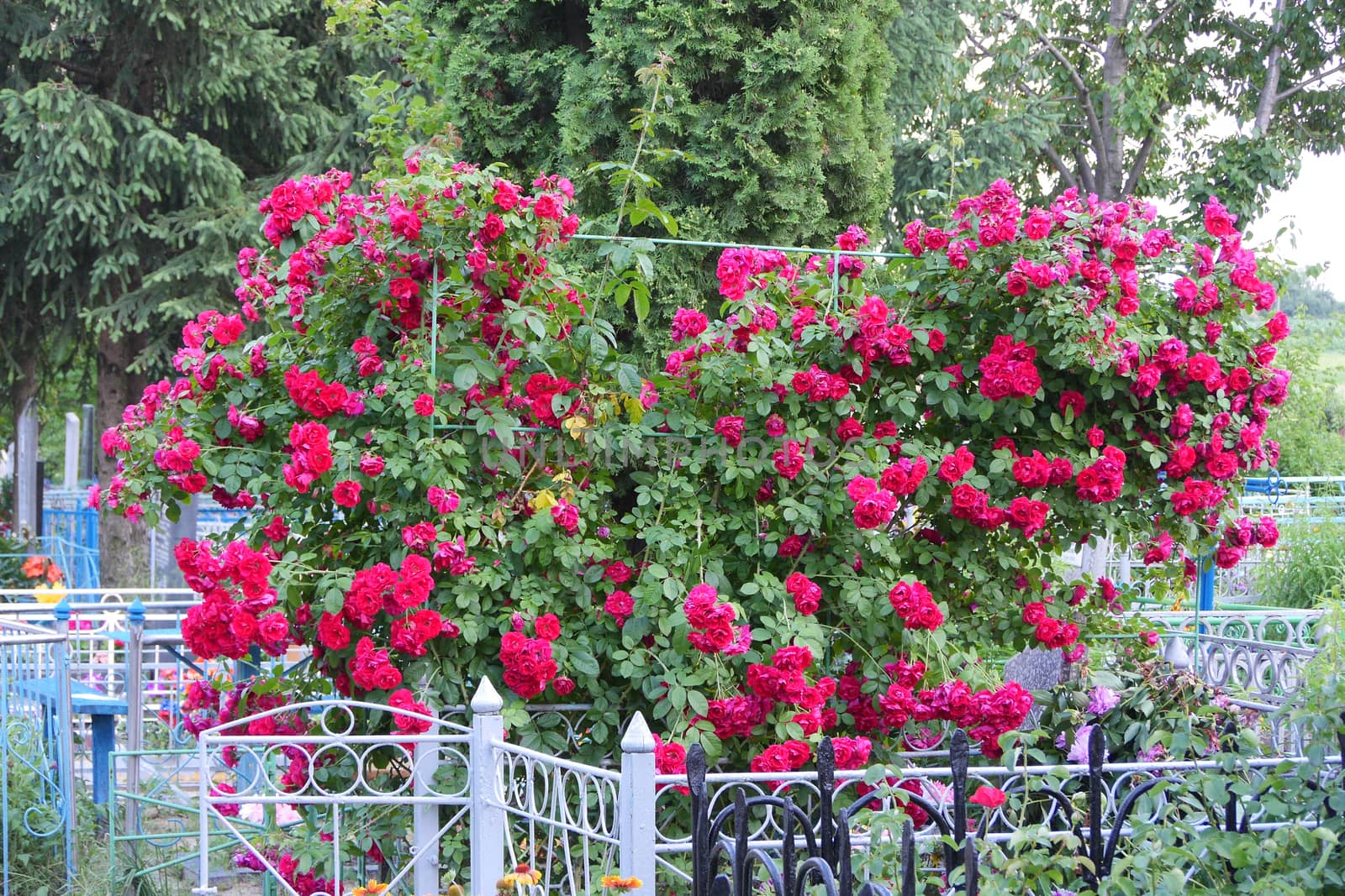 beautiful lush bush of bright crimson roses in the cemetery