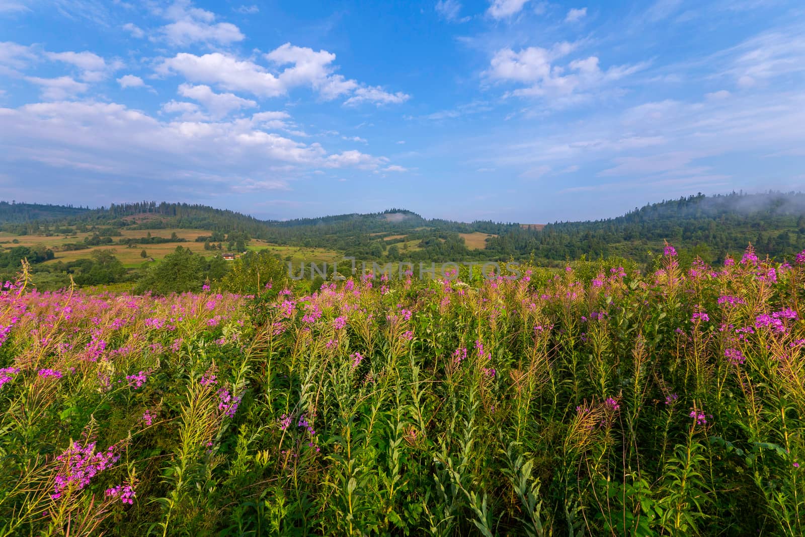 high field flowers iwan tea covered the valley with pink flowers on the blue sky background