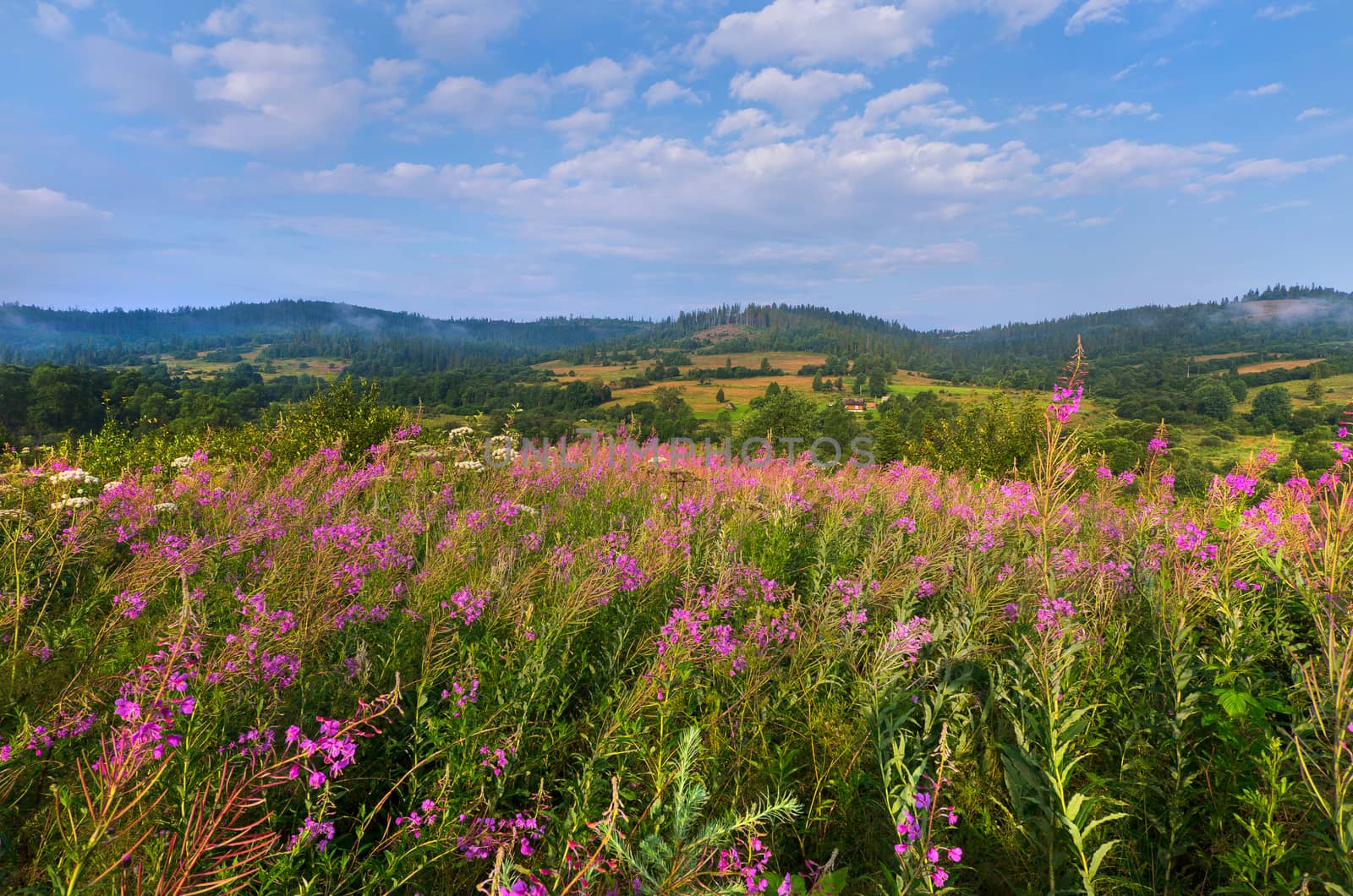 Beautiful flowers growing in a meadow in a mountainous area. Natural beauty of wild nature.