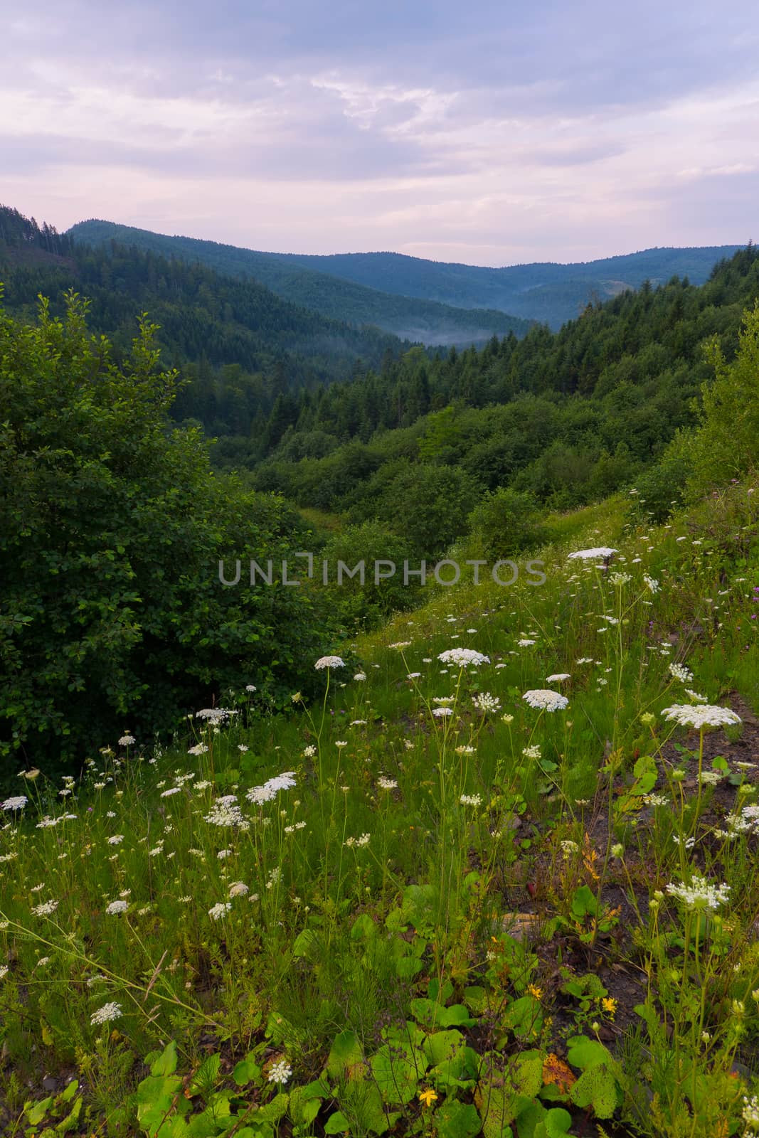 a blooming mountain slope with young juicy green grass, trees and shrubs against the background of a cloudy sky. place for rest and travel