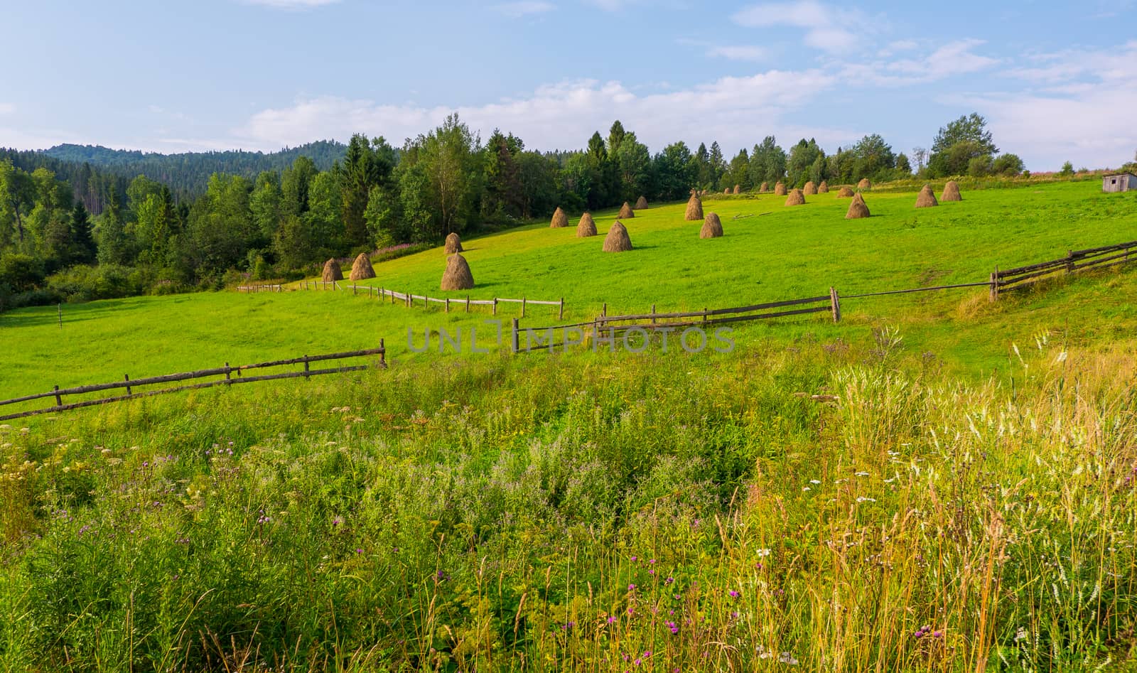 A green meadow is fenced with a wooden fence and folded up sandwiches of dry hay
