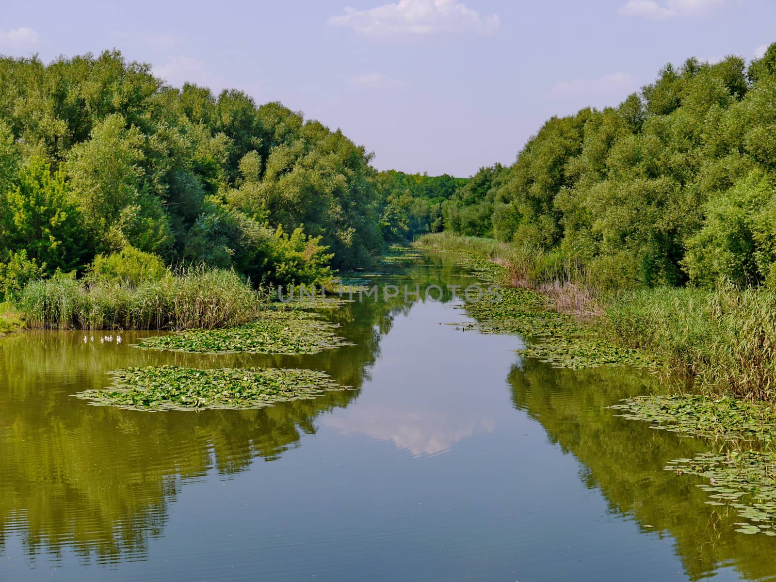 The river with greenish water and wide leaves of water lilies at the coast. On the left you can see a small flock of white ducks