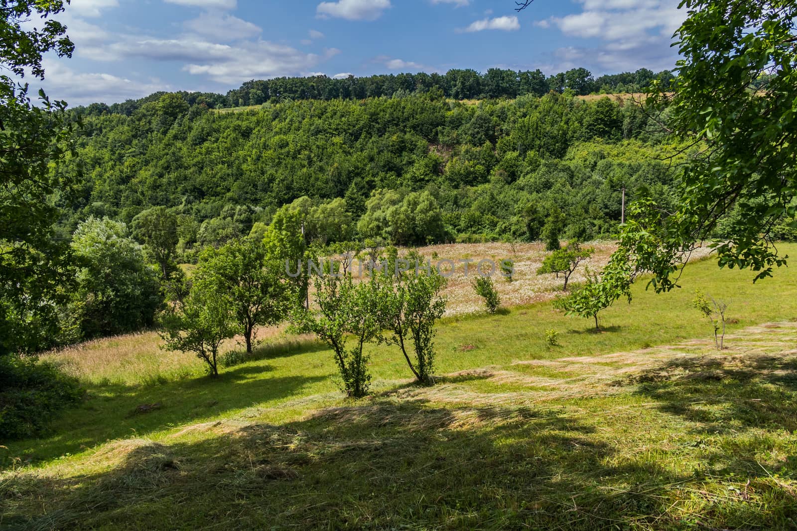 hillside with scattered mowing of hay for drying under trees