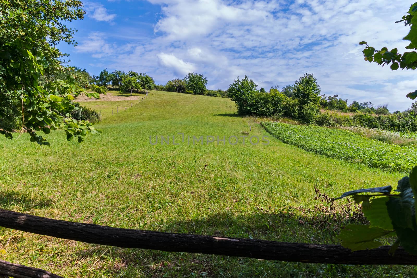 Fence of branches enclosing a garden with trees and plantations of plants