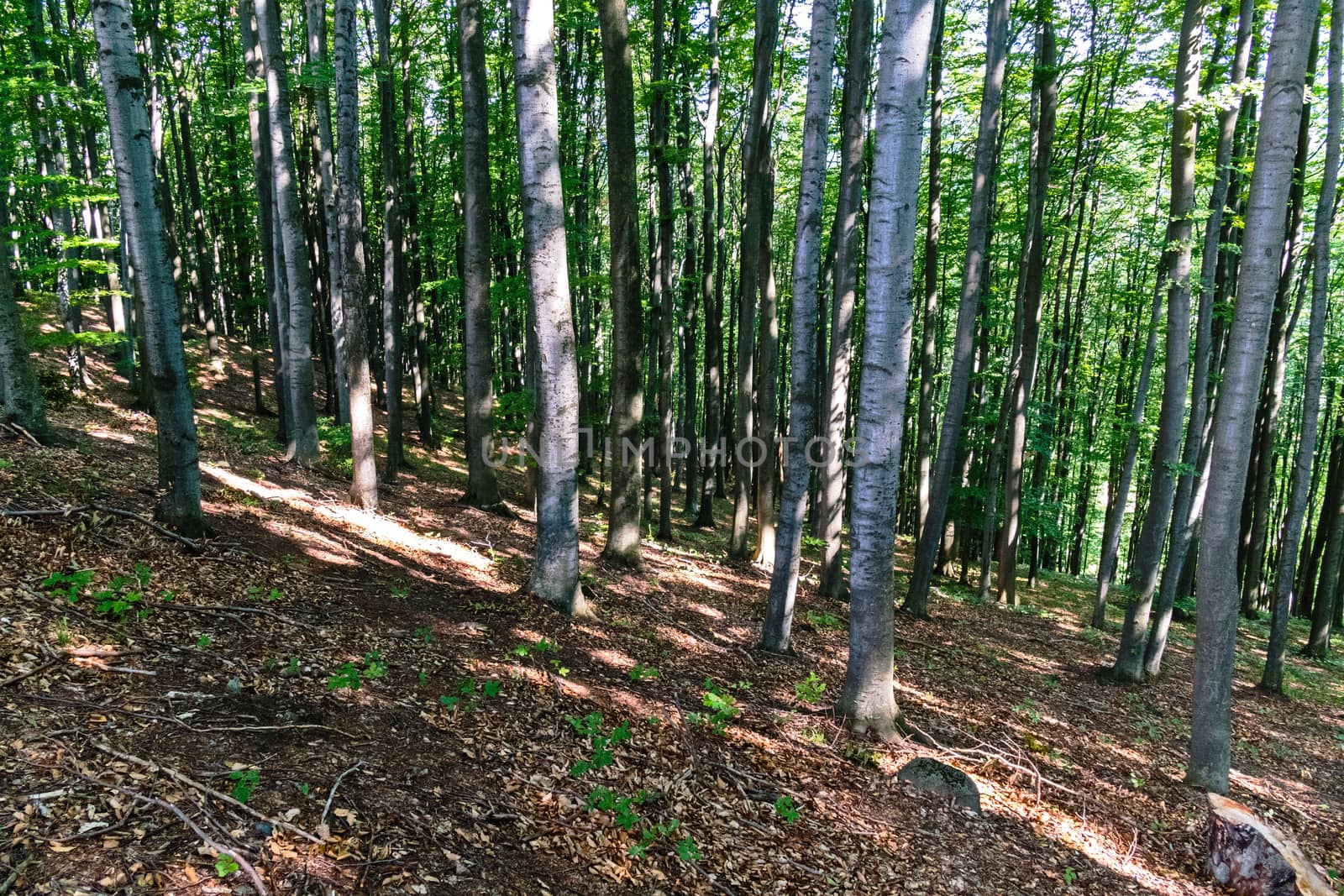 forest with dense plantations of high equal hornbeams and beeches on the slope of the mountain