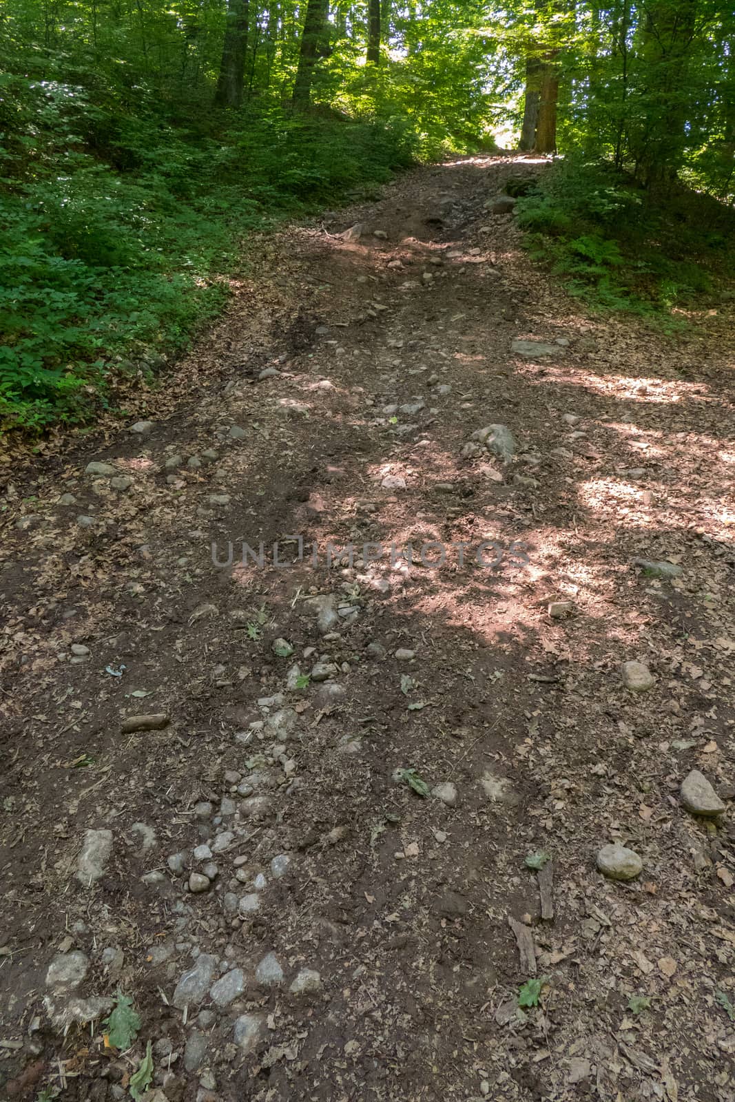 A dirt road with small stones in the forest between the trees. Great for a hike by Adamchuk