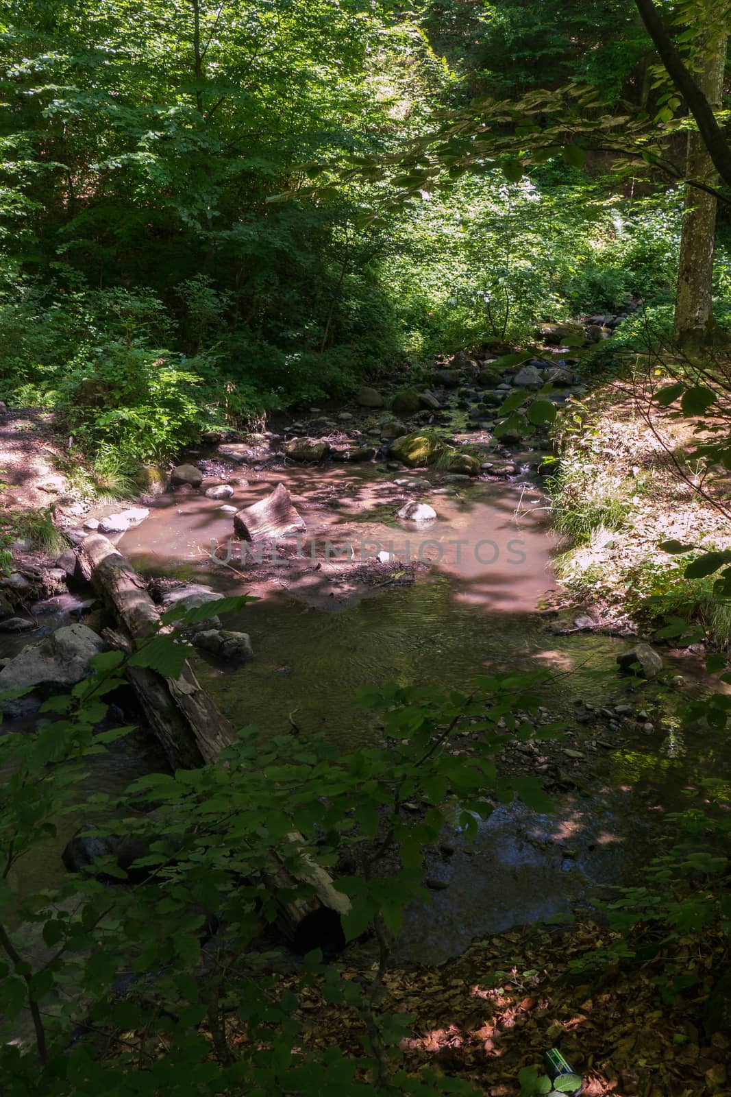 A dirty, shallow forest river with logs and debris in the shade of trees